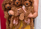 TOY POODLE YAVRULAR